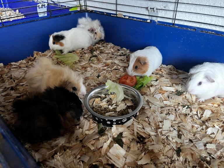 Guinea pigs 