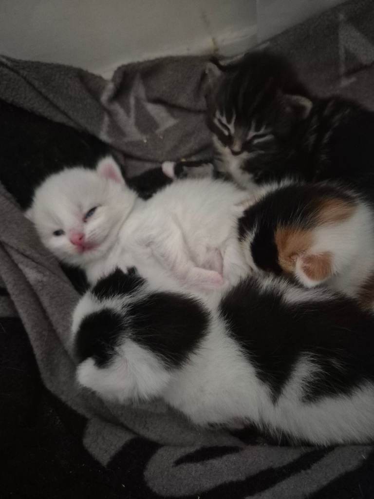 2 kittens available black and white x w