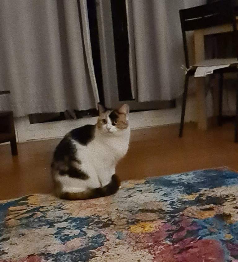 Ginger and white cat for sale