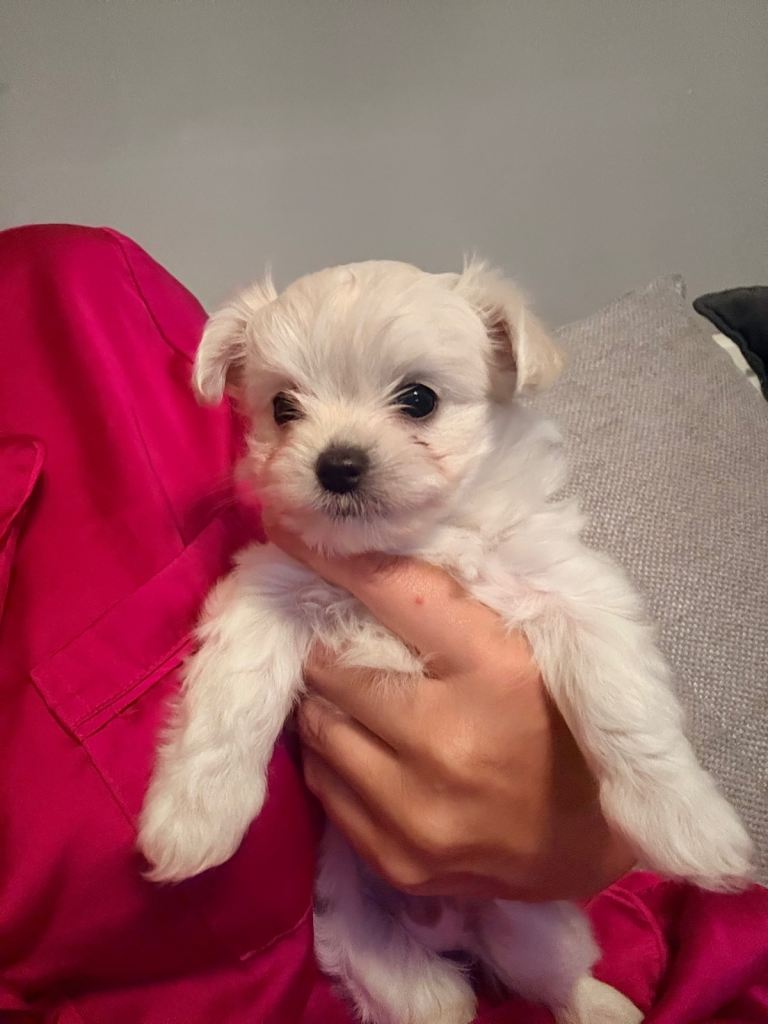 Malchi puppies for sale