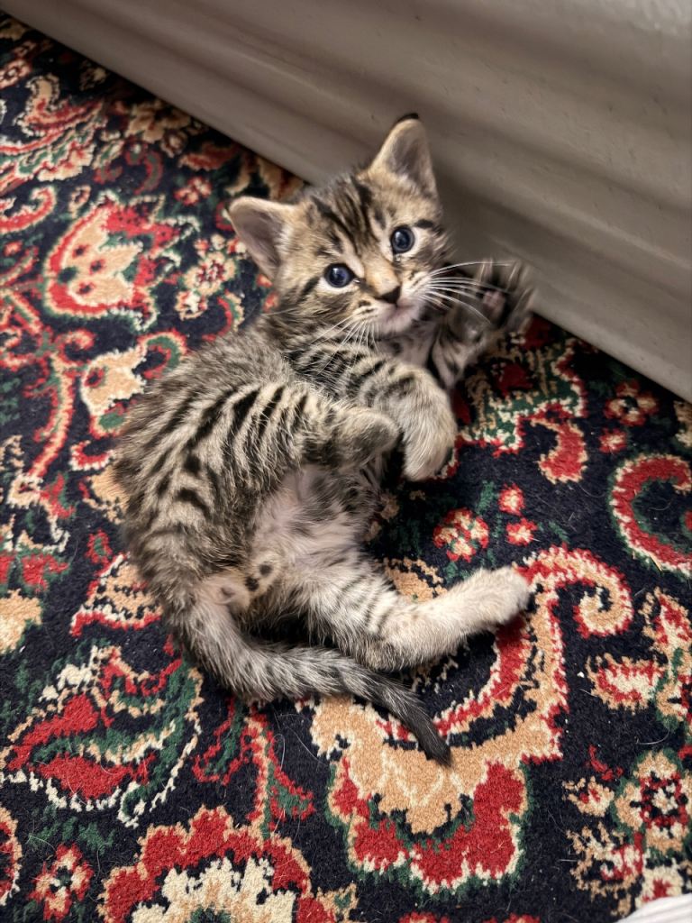 Bengal male kitten looking for a loving home 
