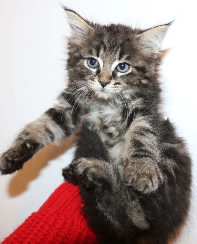 Radgoll x Maine Coon kittens 