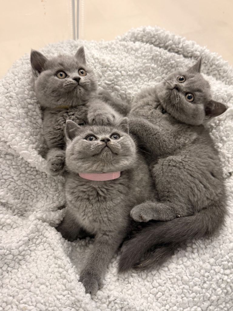 ❤️❤️Champ blood British short hair kittens ! 🥇🥇