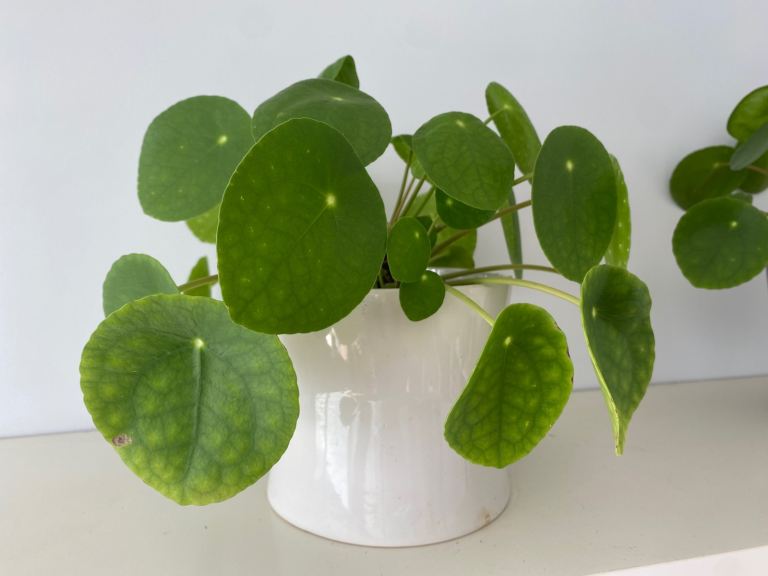 Pilea- Chinese money plant 