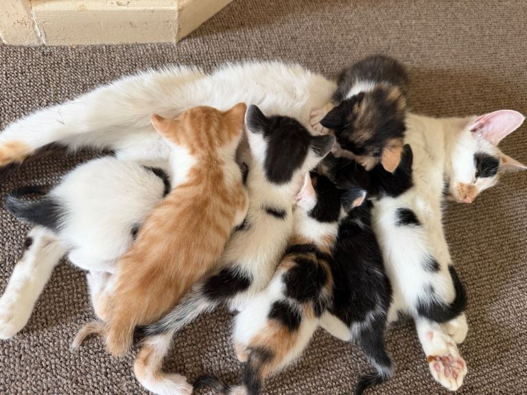 Kittens for sale