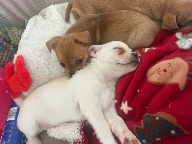 Gorgeous jack russel cross chihuahua female puppy 