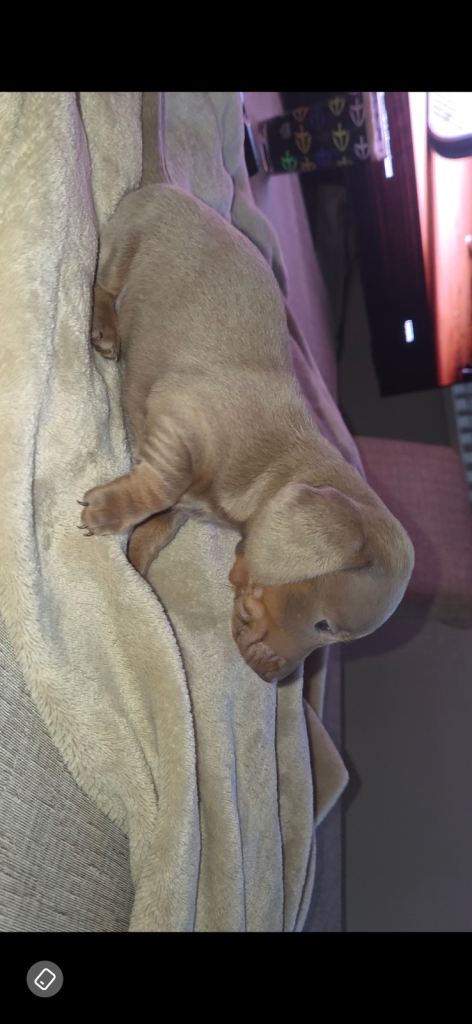 Miniature daschund pups kc reg 