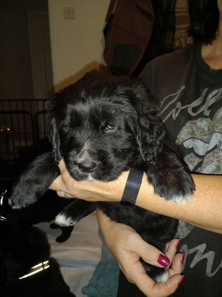 Golden Mountain Dog puppies - last boy and girl available