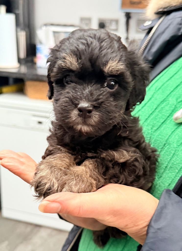 Stunning Phantom Shihpoos