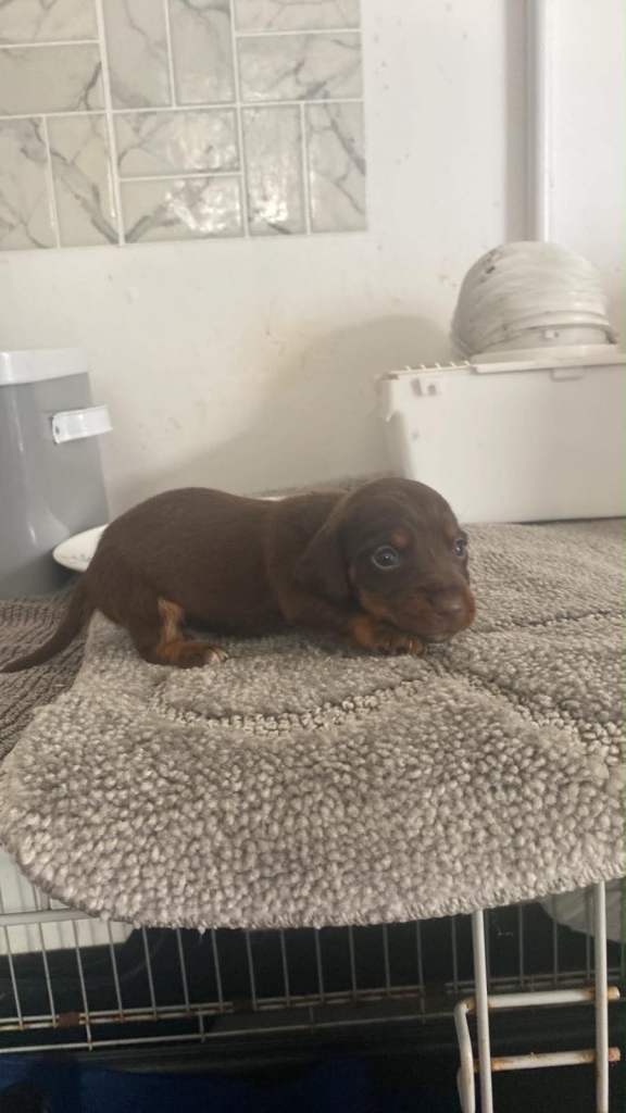 Dachshund x Jack Russell puppies 