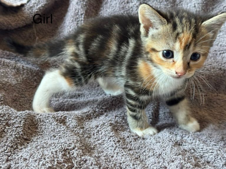 🐾 Beautiful Kittens — £200 Each — Ready Soon!
