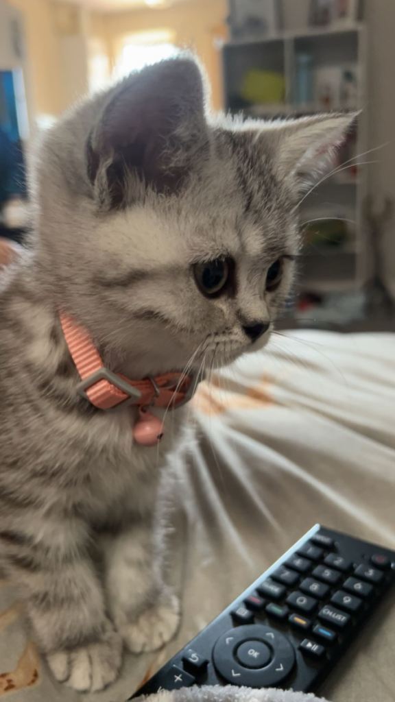 10 week old kitten