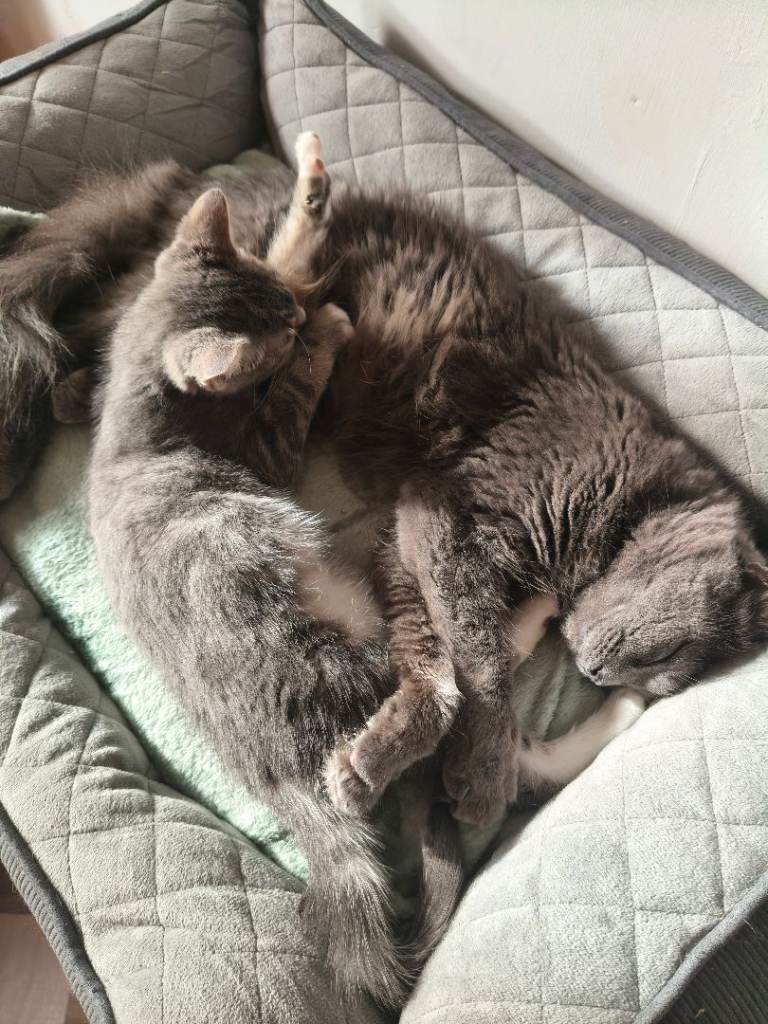 2 female blue and white kittens. 1 tabby blue and white. 1 blue and white. 