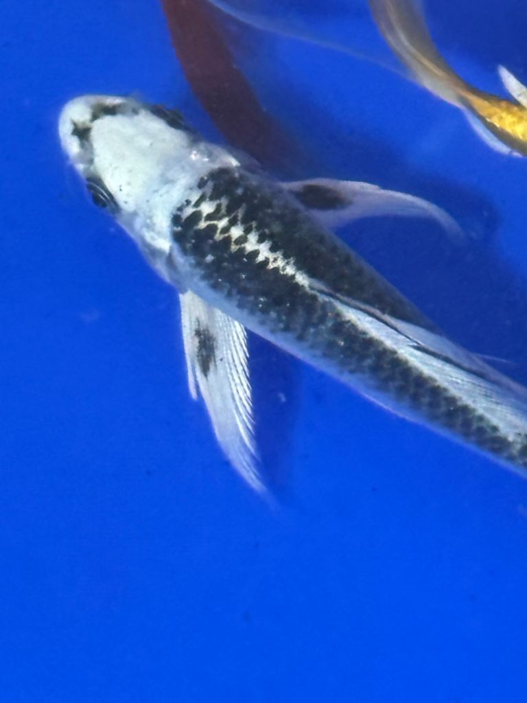 Imported Butterfly Koi 4-5 Inches 10-12cm