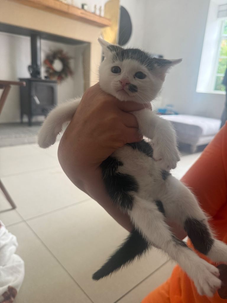UPDATED Kittens looking for new homes 