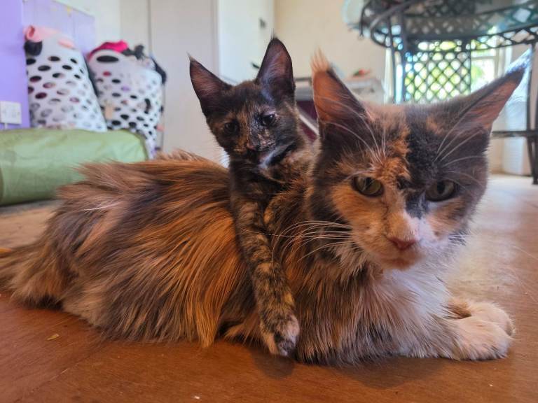 Mainecoon Kittens