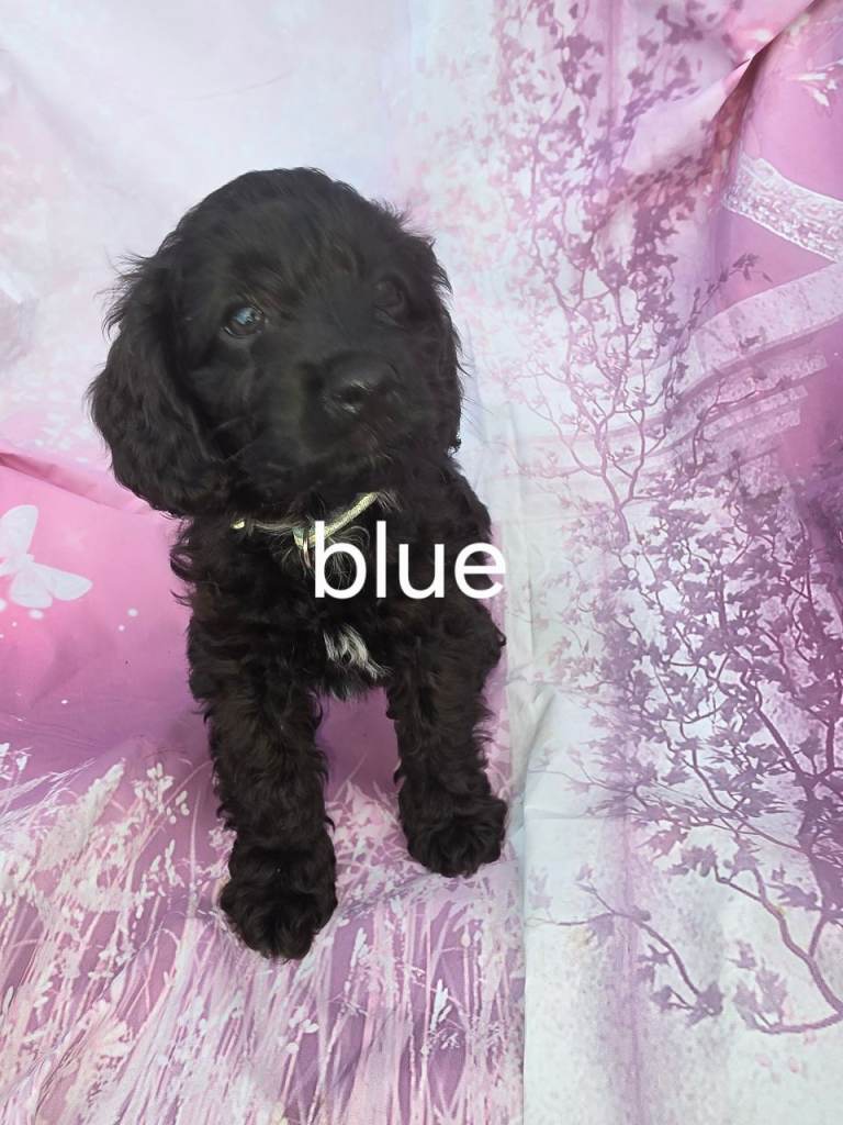 Cavapoo puppies 