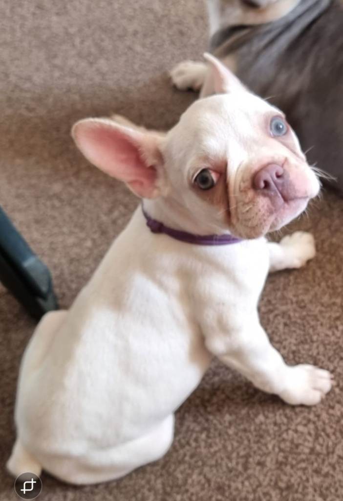 French bulldog female puppy