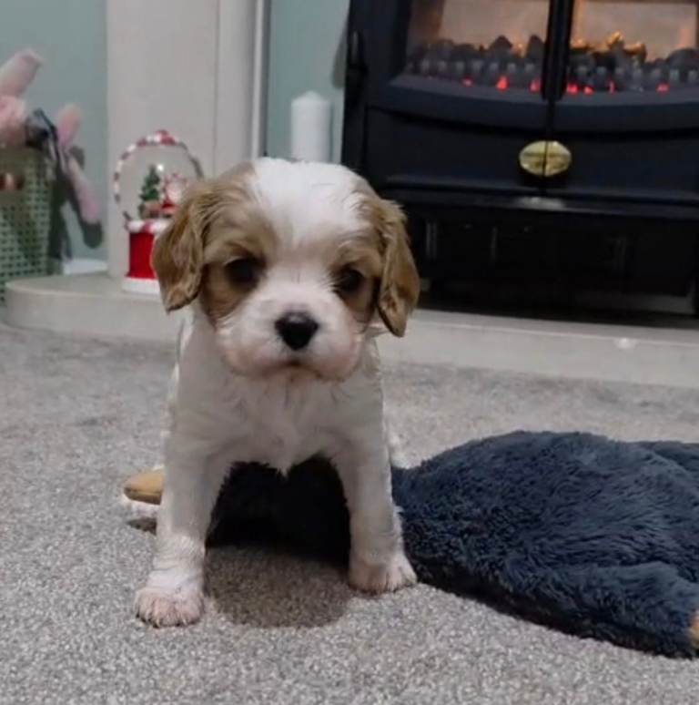 Cavalier king charles puppies 