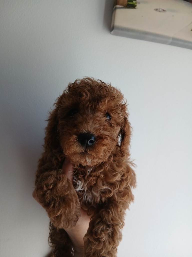 1 boy toy poodle