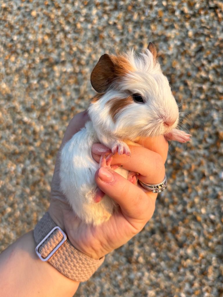 Guinea pigs - ready end of April