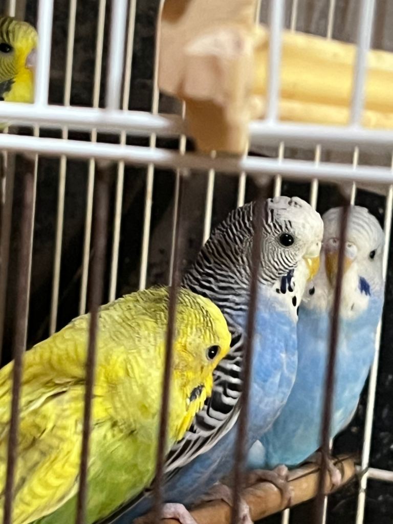 Budgies 