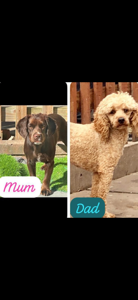 Cockapoo health clear KC parents