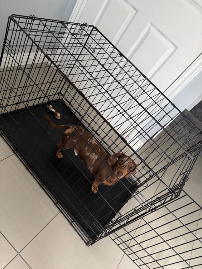 Medium Dog Crate 