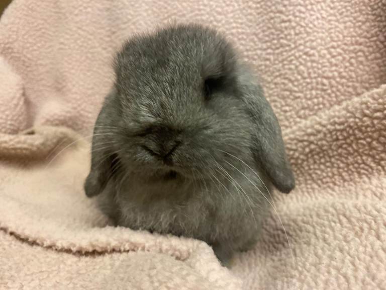 Mini lop 