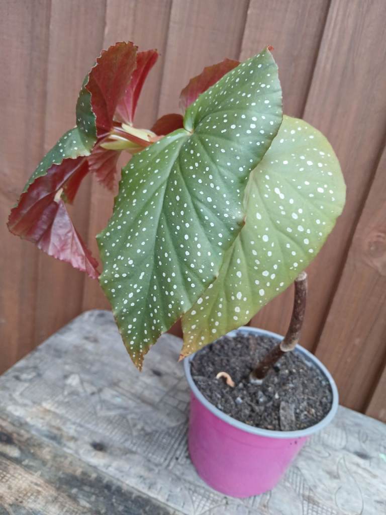 Begonia Maculata House Plant in Pink Pot | in Colliers Wood, London ...