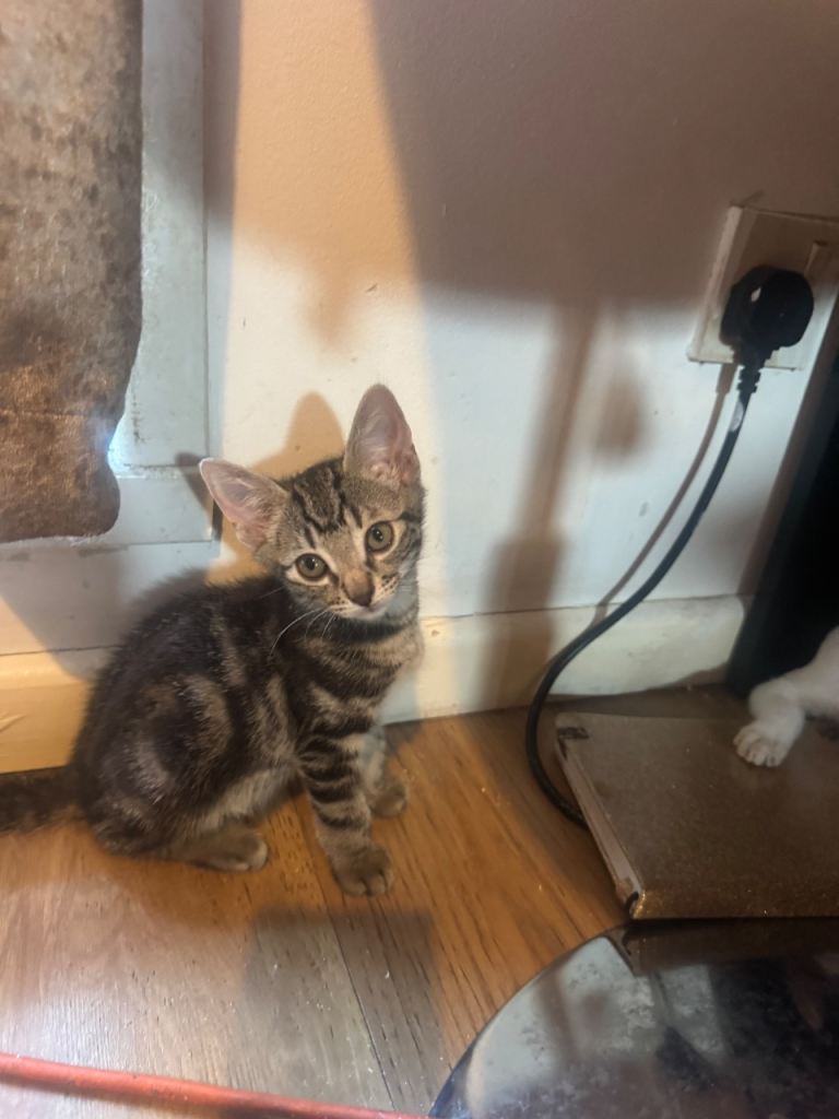 Kittens looking for there forever homes 