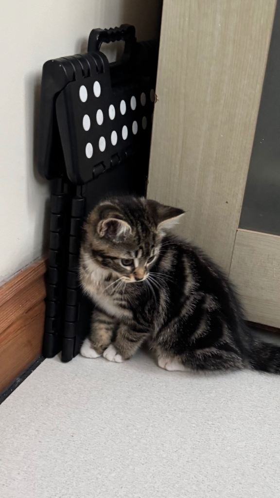 British Blue Tabby Kitten
