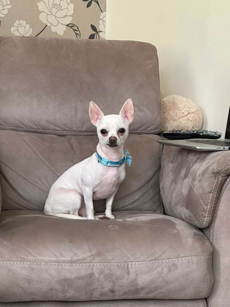 Chihuahua male for sale 
