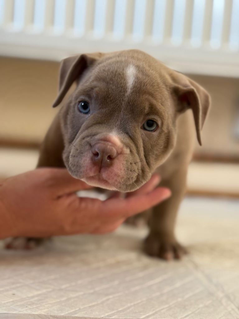ABKC 🏆 Chunky pocket bully pups 