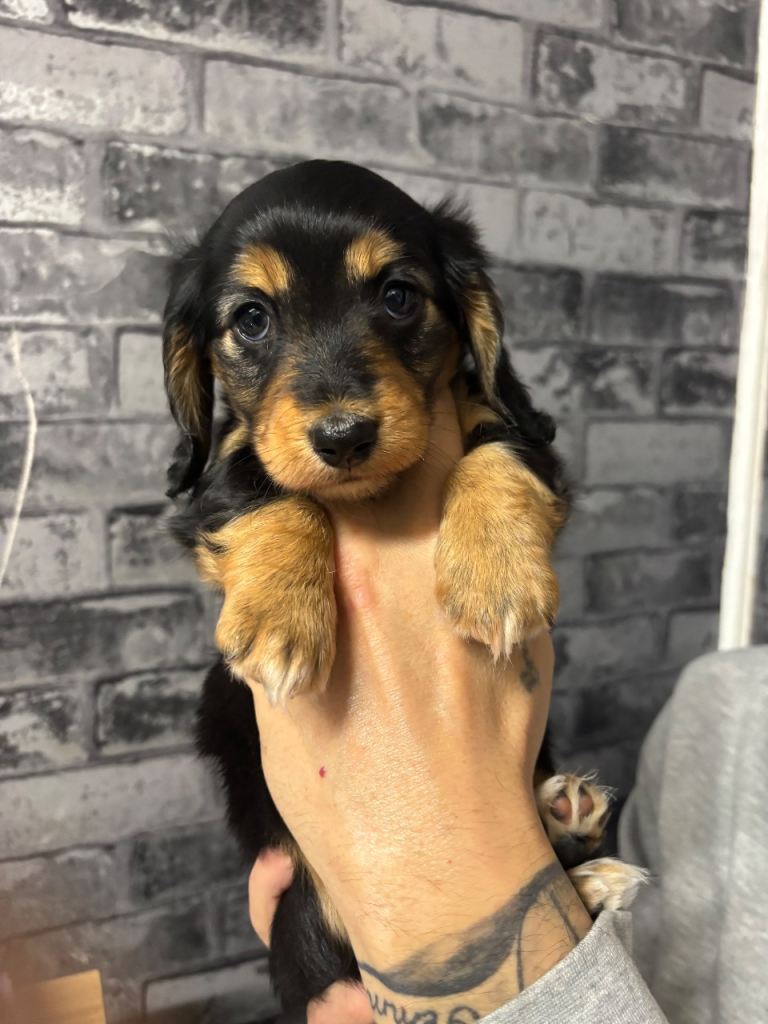 Long haired miniature daschund female 💞ready to go soon