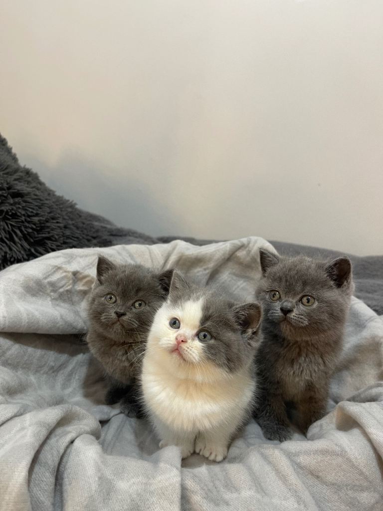 British shorthair cats for sale 