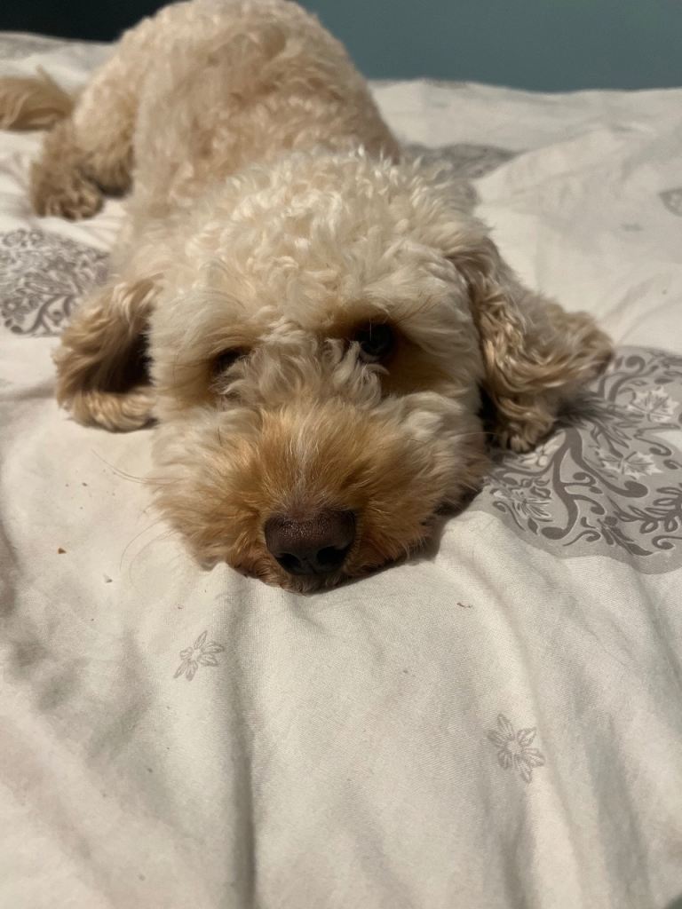 Cockapoo 