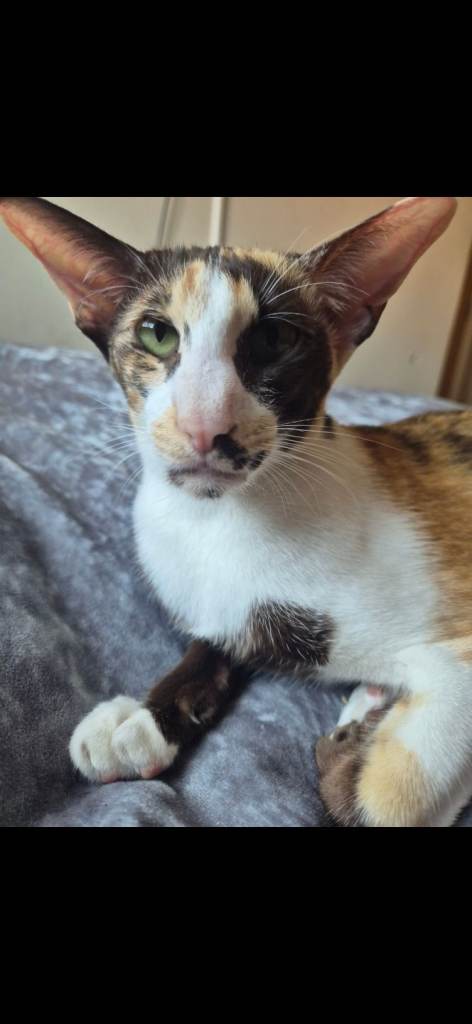 Pedigree Oriental kittens 