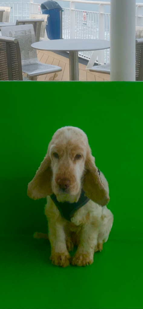Ruby a Cocker Spaniel