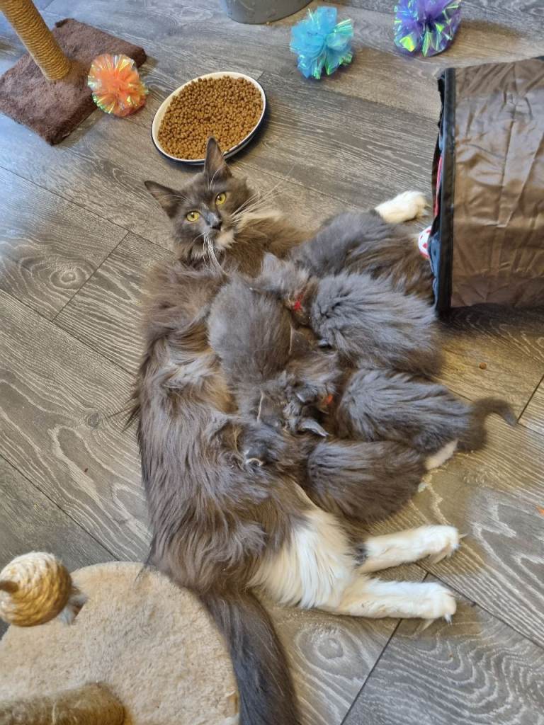 Main Coon kitten's 