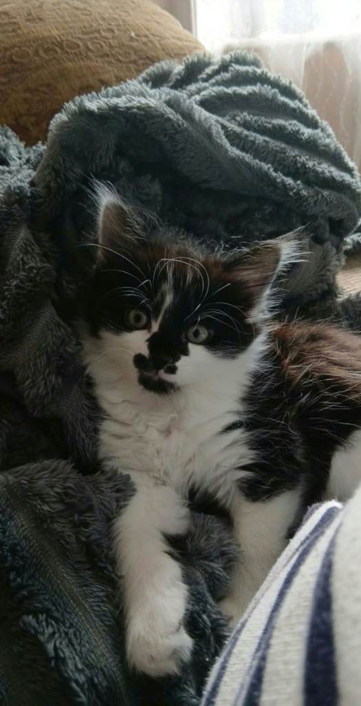 Kitten