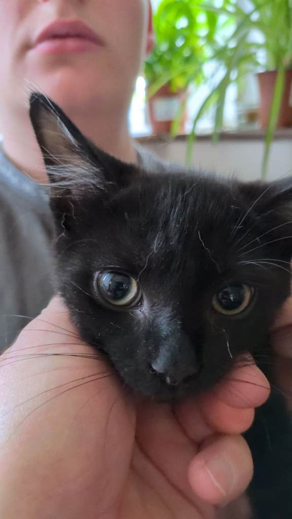 2 black boy kittens. 13 weeks old