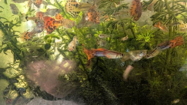 Colourful Adult Guppies