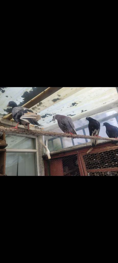 Pigeons for sale