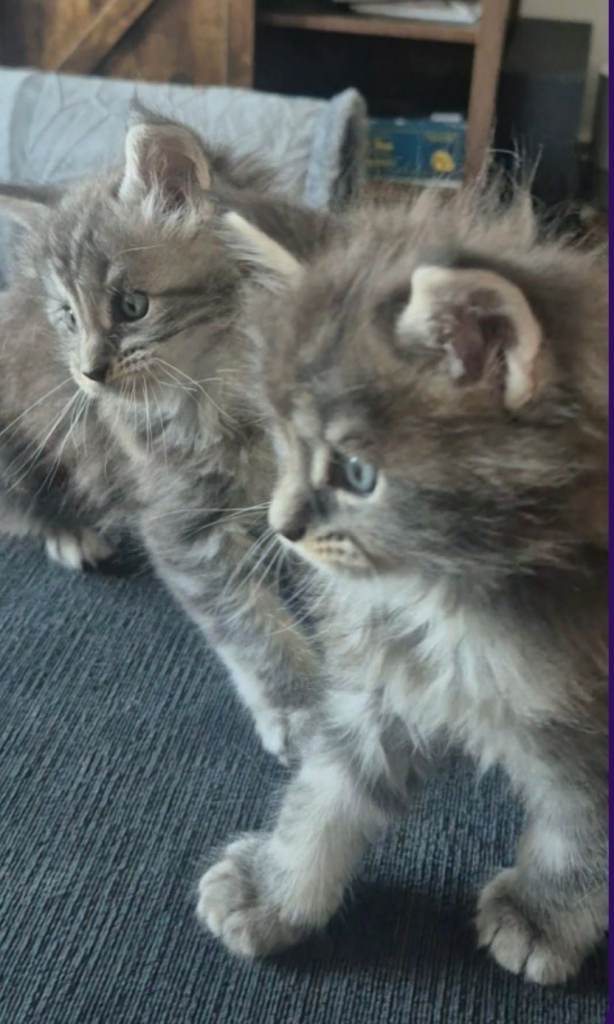 Pure bred Maine Coon kittens
