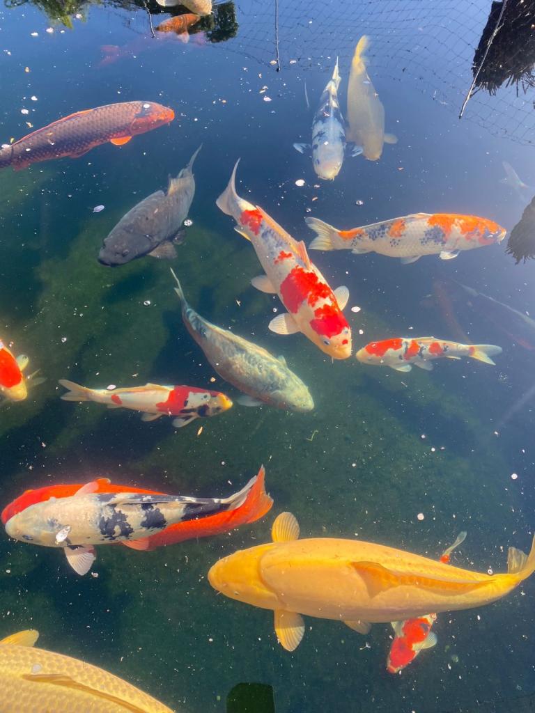 Mature Koi Collection