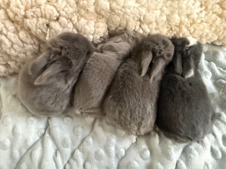 4 gorgeous mini lops for sale