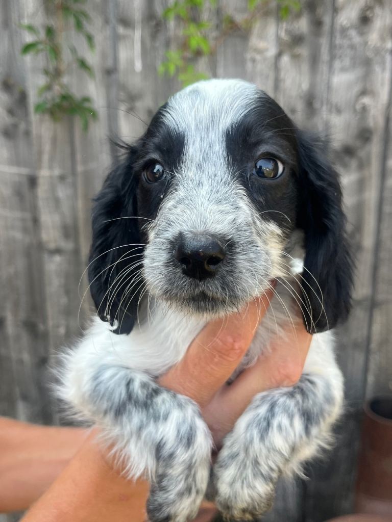 Cocker spaniel puppy's 