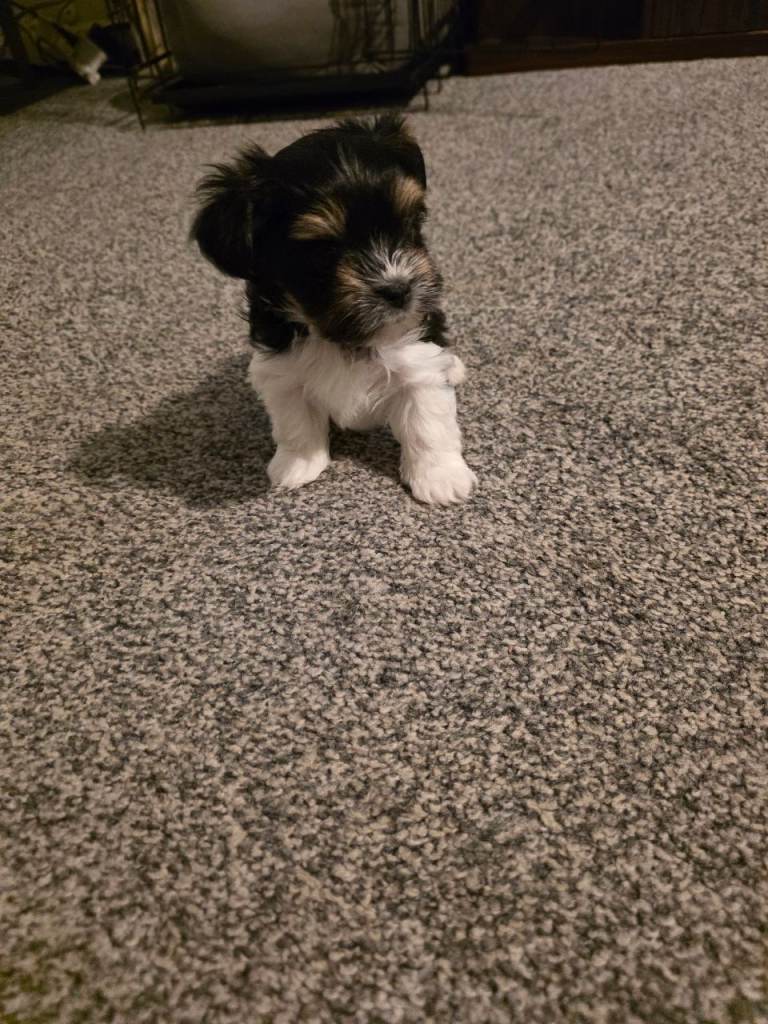 Yorkshire Terrier Bewier