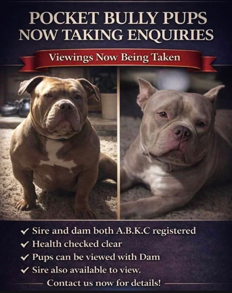 Abkc pocket bullies mo comparison to any other !! 